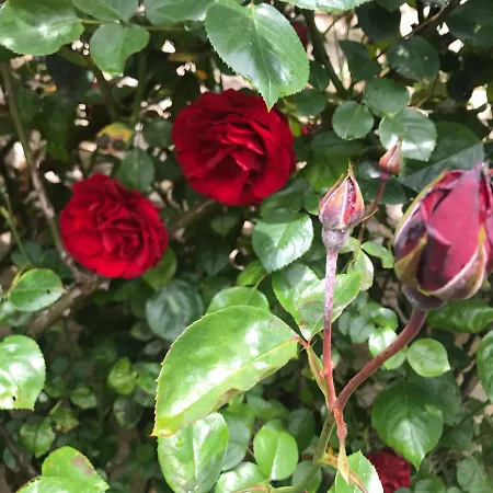 The Mad Hatters Kitchen Séjour à la campagne