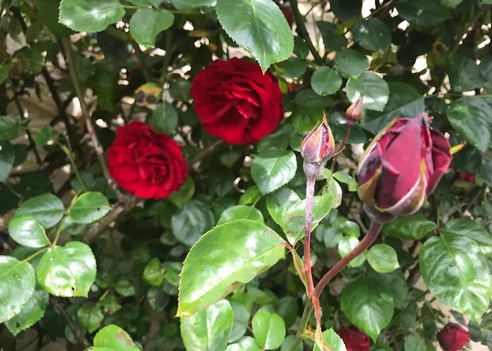 The Mad Hatters Kitchen 乡村民宿